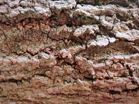 Closeup tree bark 96 Stock Photos