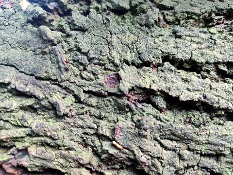 Closeup tree bark 97 Stock Photos