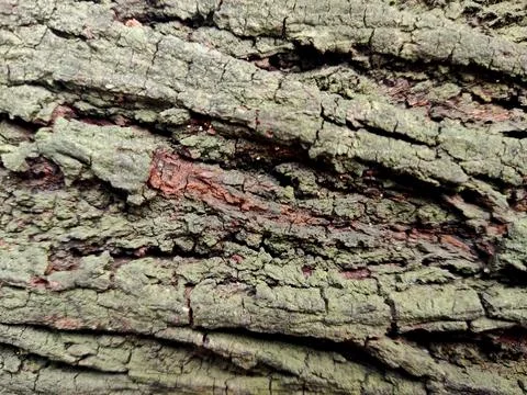 Closeup tree bark 98 Stock Photos
