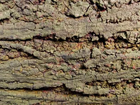 Closeup tree bark 99 Stock Photos