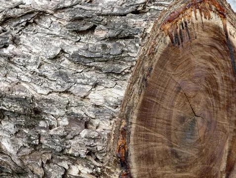 Closeup of tree bark and freshly cut wood texture Stock Photos