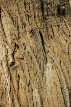 Closeup of a tree bark as a background Foto stock