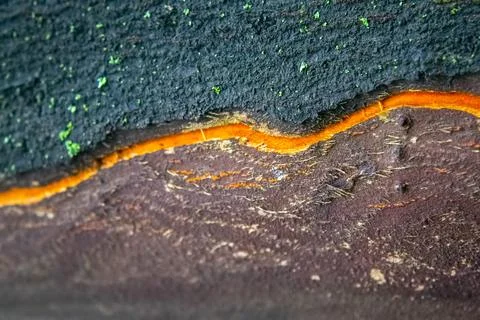 Closeup tree bark background texture Stock Photos