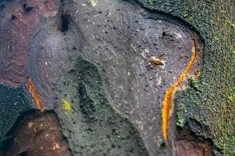Closeup tree bark background texture Stock Photos