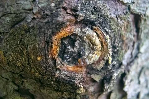 Closeup tree bark background texture Stock Photos