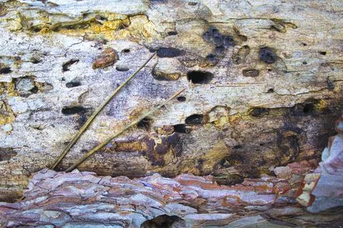Closeup tree bark background texture Stock Photos