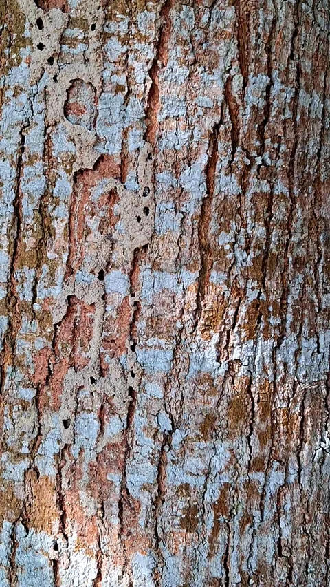Closeup of tree bark with blue and brown peeling texture Vídeo Stock 331658427