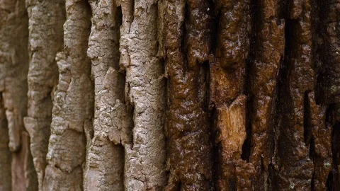 Closeup of Tree Bark that is Half Wet/Half Dry Stock Footage 98416440
