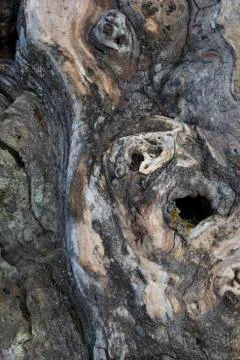 Closeup of a tree bark Stock Photos