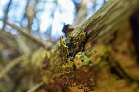 Closeup of Tree Bark Foto stock