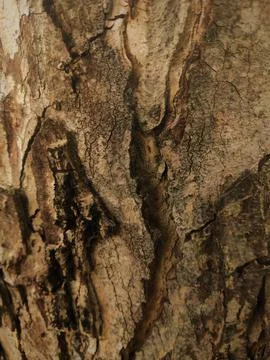Closeup tree bark Stock Photos