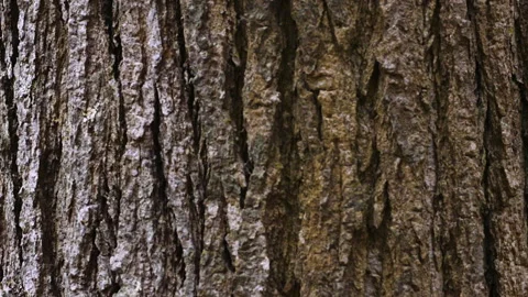 Closeup of tree bark scrolling vertically, endlessly. Macro. Looping. Clip A Stock Footage 301035903