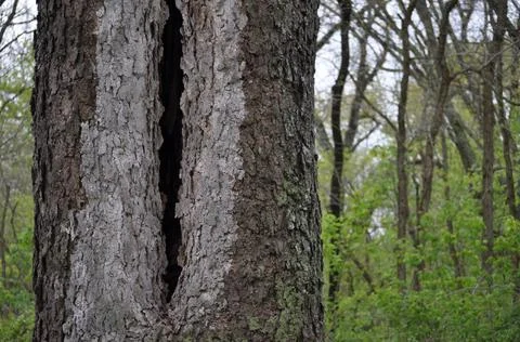Closeup tree bark with split in middle of trunk Foto stock