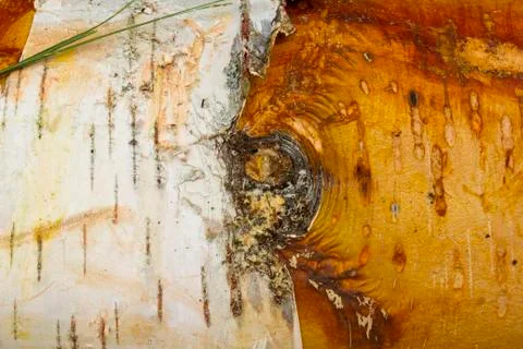 Closeup of a tree bark texture birchen Stock Photos