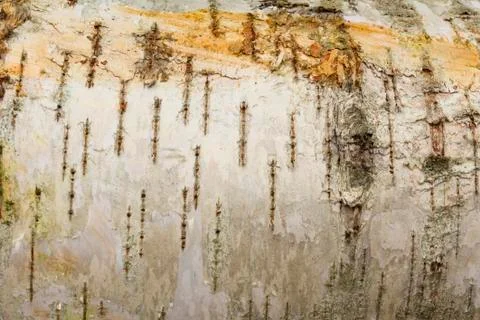 Closeup of a tree bark texture birchen Stock Photos