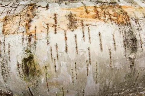 Closeup of a tree bark texture birchen Stock Photos