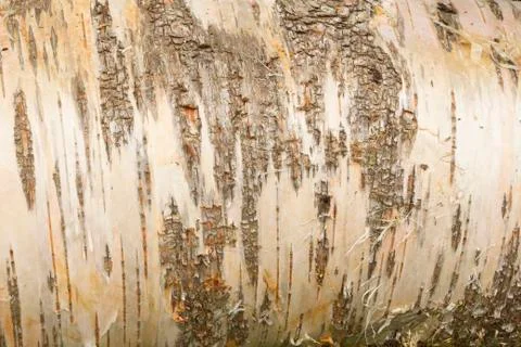Closeup of a tree bark texture birchen Stock Photos