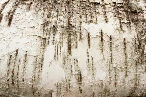 Closeup of a tree bark texture birchen Stock Photos
