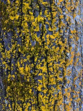 Closeup of a tree bark texture with a moss. Yellow moss on a tree. 写真素材