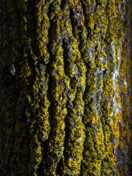 Closeup of a tree bark texture with a moss. Yellow moss on a tree. Photos