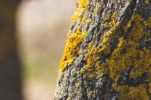 Closeup of a tree bark texture with moss Stock Photos