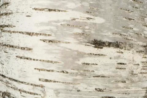 Closeup of a tree bark texture Stock Photos