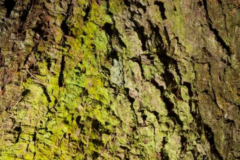Closeup of a tree bark texture Stock Photos