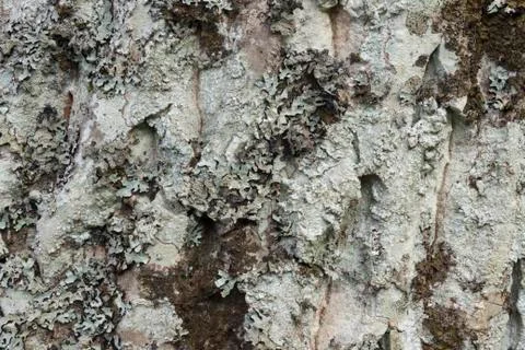 Closeup of a tree bark texture Stock Photos