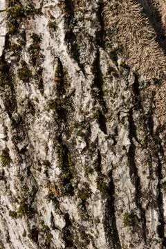 Closeup of a tree bark texture Stock Photos