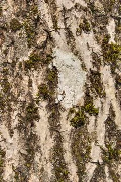 Closeup of a tree bark texture Stock Photos