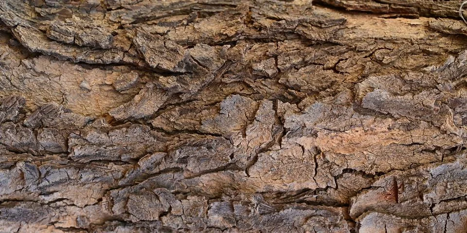 Closeup of tree bark texture Stock Photos