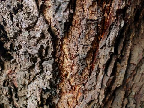 Closeup tree bark103 Stock Photos