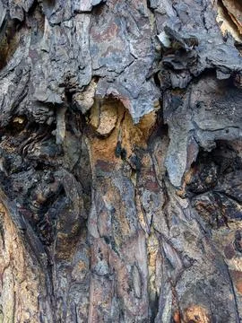 Closeup tree bark143 Stock Photos