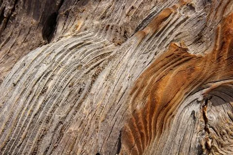 Closeup of a tree branch burned in a fire, showing a lot of wood grain. Stock Photos