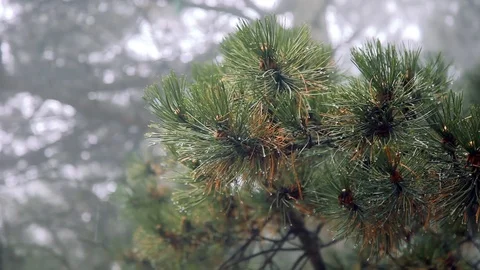 Closeup tree branch with dew in cloudy rainy and foggy day Stock-Footage 122703906