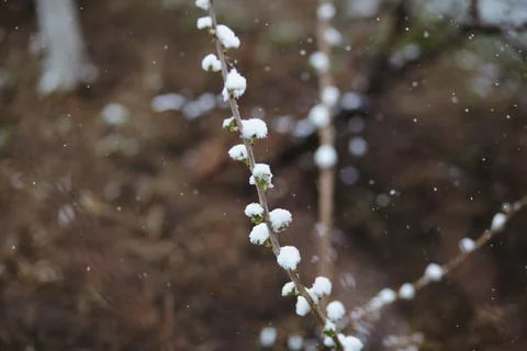 Closeup of a tree branch with early spring buds covered in snow, showing signs Stock Photos