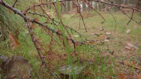 Closeup of a tree branch fallen in a path and pan up to the surrounding woods Stock Footage 99936350