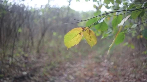 Closeup tree branch in a light of sun Stock Footage 142687063