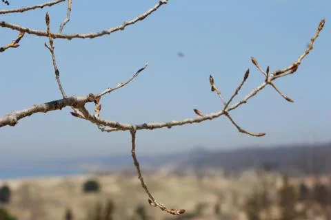 Closeup of Tree Branch 스톡 사진