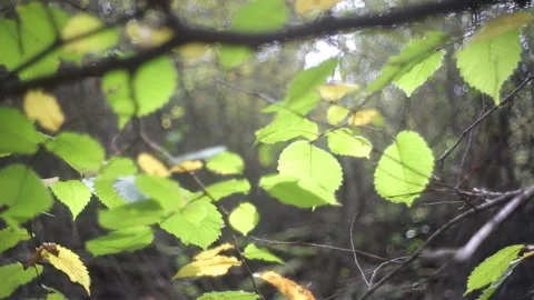 Closeup tree branch with red leaves in a forest Stock Footage 143910196