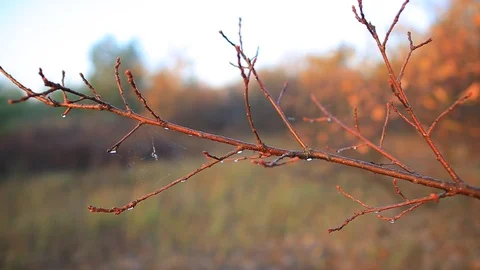 Closeup tree branch in a water drop at the early morning Stock Footage 118704534