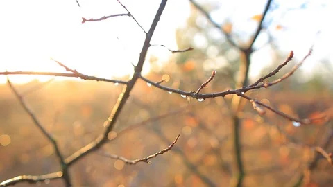 Closeup tree branch in a water drop at the early morning Stock Footage 118704798