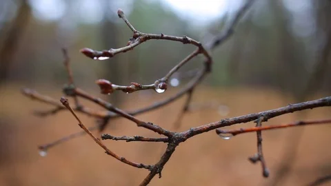 Closeup tree branch with water drop, rain forest scene Stock Footage 119319547
