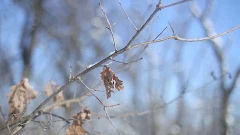 Closeup tree branch, winter forest bright scene Stock-Footage 124699224