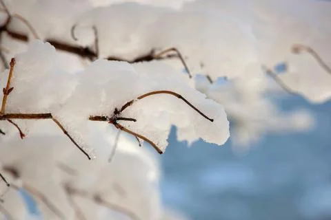 Closeup of tree branches covered with snow in a garden Stock Photos