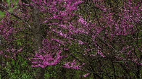 Closeup Of Tree Branches Covered In Spring Blossoms Video stock 130908893
