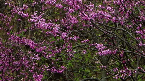 Closeup Of Tree Branches Covered In Spring Blossoms 動画素材 130909402