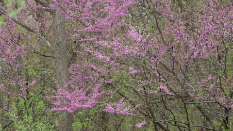 Closeup Of Tree Branches Covered In Spring Blossoms Stock Footage 148305252