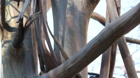 Closeup of tree branches Stock Footage 45560357