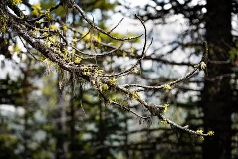 A closeup of tree branches Stock Photos